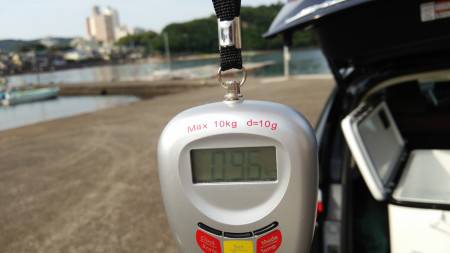 朝の短時間勝負でアオリイカ