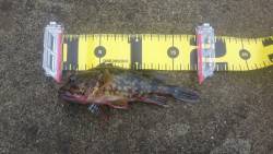 ロックフィッシング