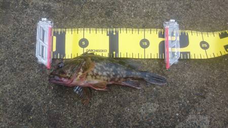 ロックフィッシング