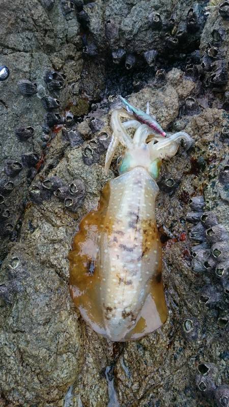 今シーズンラスト