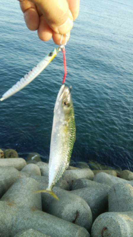 小物しかおらず。