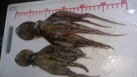 根掛かりでロスト