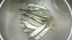 アジュール舞子にてサビキとちょい投げ