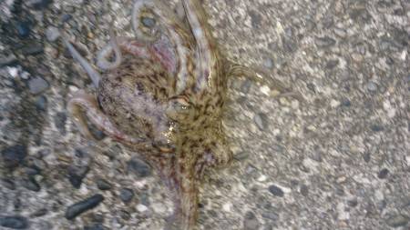 まづめ30分のみ