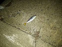 アジ調査＼(^o^)／