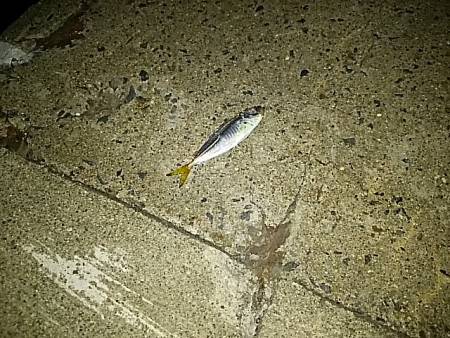 アジ調査＼(^o^)／