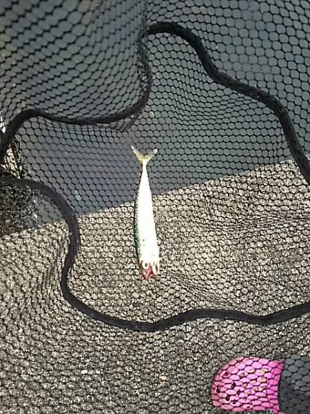 カマス入れ食い(^^;