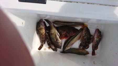 豆アジのはずが…