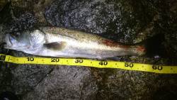 久しぶりのファイト