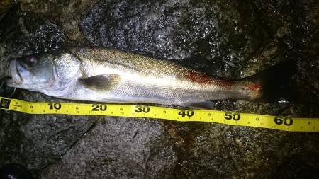 久しぶりのファイト