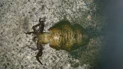 春イカ終了ですね！