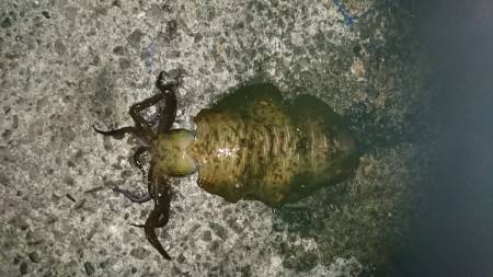 春イカ終了ですね！