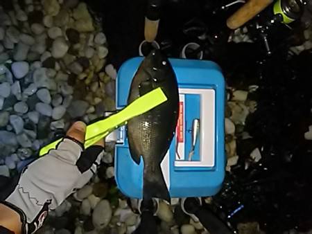 アジ調査でしたが・・・