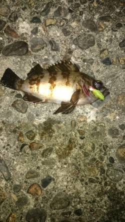 少しのジアイ。