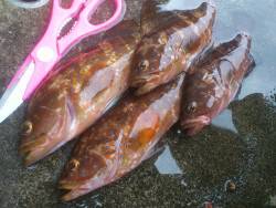 敦賀ロック(￣▽￣)