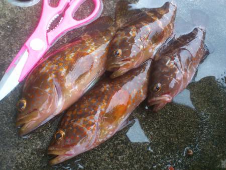 敦賀ロック(￣▽￣)