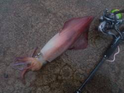 美味しいのが釣れました