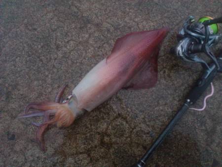 美味しいのが釣れました