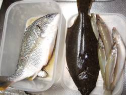 キビレ狙い＋キス