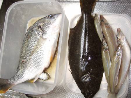 キビレ狙い＋キス