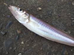 キス狙いになりました。