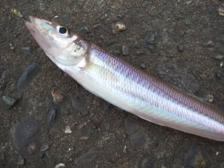 キス狙いになりました。