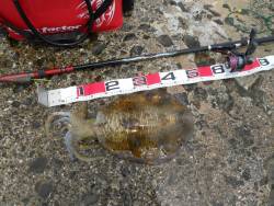 春イカ終盤!?アオリイカのヤエン釣り