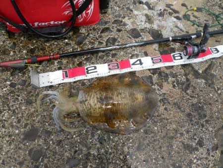 春イカ終盤!?アオリイカのヤエン釣り