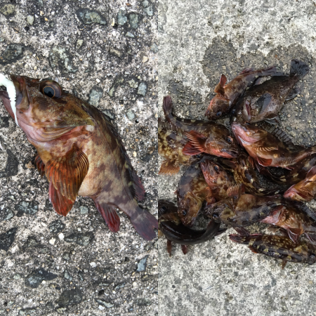 ガシラホールフィッシング