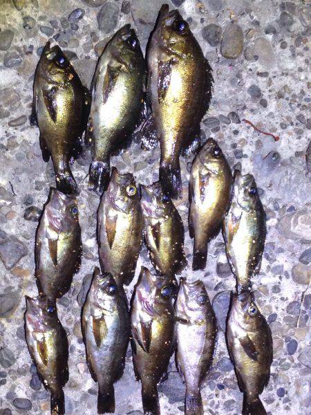 メバリング&アナギング⁉︎