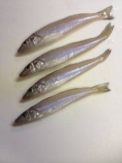 キスリベンジならず…