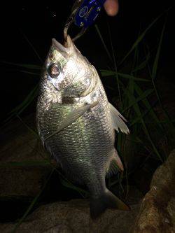 チニング…ハマります