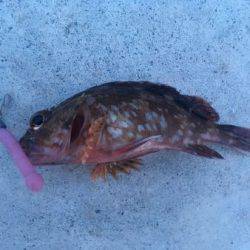 遠征ガシリング