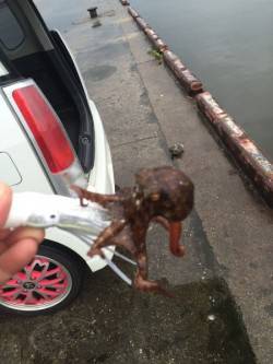 オクトパッシング