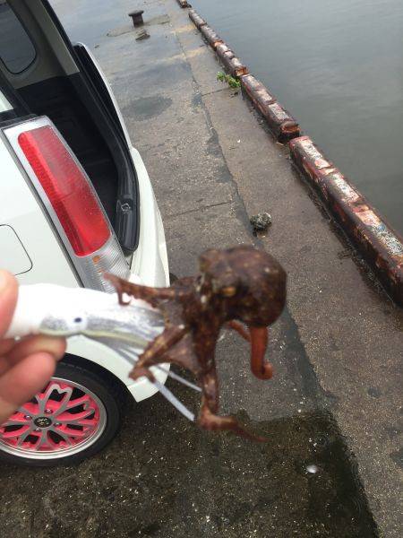 オクトパッシング