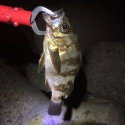 アジン…やっぱりガシリング!