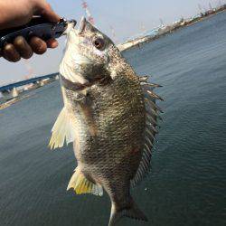 ライトタックルキビレゲーム