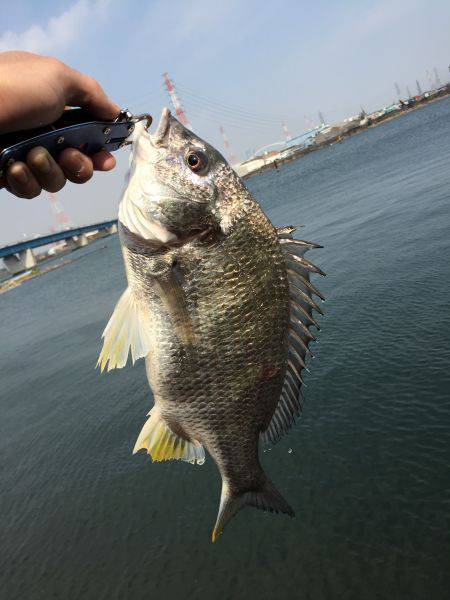 ライトタックルキビレゲーム