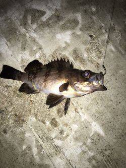 エビ撒かずとも