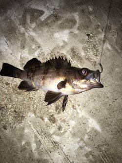 エビ撒かずとも