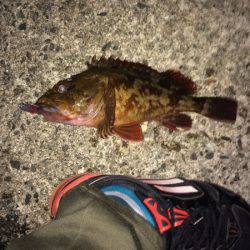 日本海アコウ探しの旅(不発)