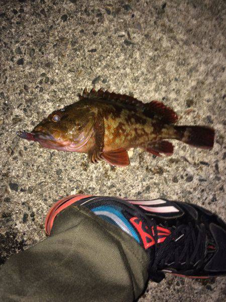 日本海アコウ探しの旅(不発)