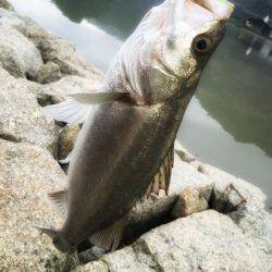 居着きシーバス