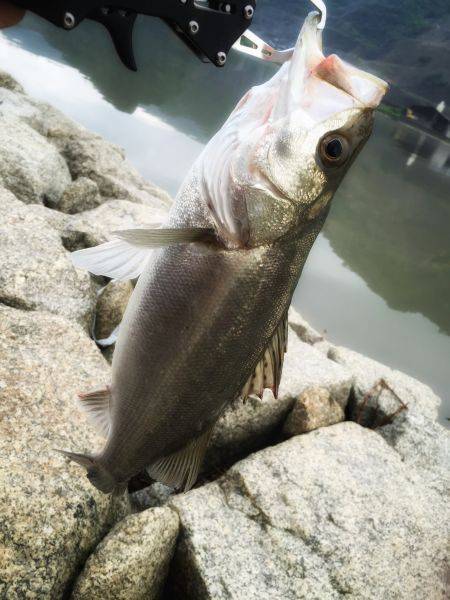 居着きシーバス