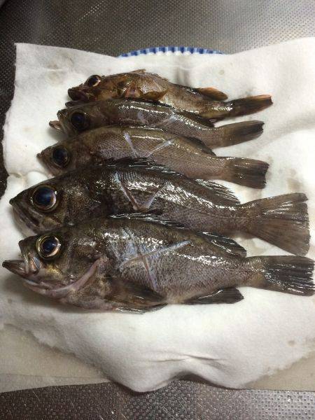 メバリング★エギング