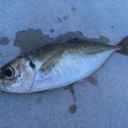 ブルーバックって奴ですね。