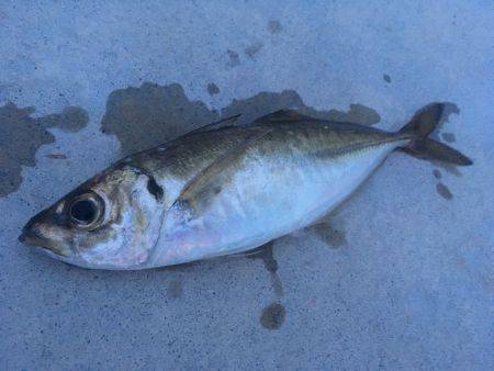 ブルーバックって奴ですね。