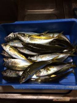 アジ釣り⑫