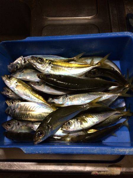 アジ釣り⑫