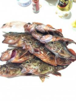 ガッシー釣ったぞー